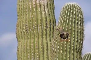 Gilded Flicker (Colaptes chrysoides) at Nest in Saguaro Cactus - Sonoran Desert - Arizona - Female - These woodpeckers are permanent residents that are found in all desert habitats - Makes holes in saguaro cactus for nests which are later used by
