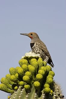 Images Dated 26th April 2005: Gilded Flicker - Foraging for nectar at the flower