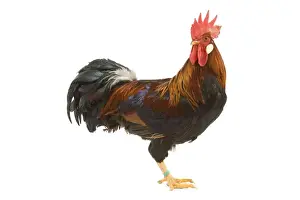 Chickens Prints: Gilded Leghorn Chicken - in studio