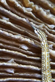 Images Dated 8th February 2009: Gilded Pipefish - Indonesia