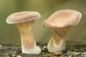 Gilled Fungi - two hairy specimen grow on a rotten and moss-covered tree trunk in lush tropical rainforest - Wooroonooran National Park, Wet Tropics World Heritage Area, Queensland, Australia