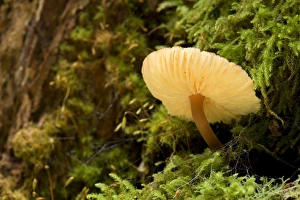 Images Dated 17th December 2008: Gilled fungus - beautiful orange coloured gilled fungus grows on a moss-covered tree in lush
