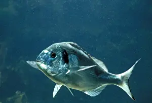 Shiny Prints: Gilthead Seabream / Gilthead Fish