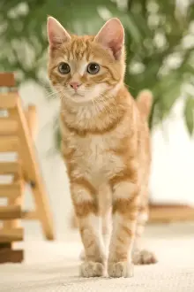 Ginger Cat