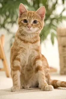 Ginger Cat