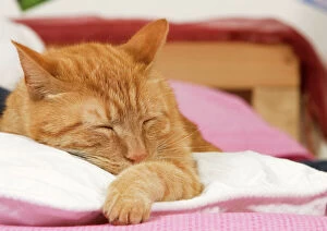 Ginger cat - asleep on bed in house
