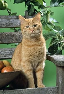 Ginger Cat - on a bench with apples