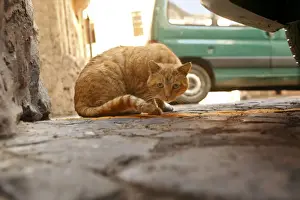 Ginger Cat - crouching Rome, Italy