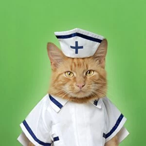 Images Dated 22nd July 2007: Ginger Cat - dressed as nurse