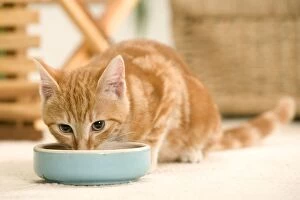 Ginger Cat - eating from bowl