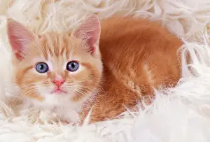 Ginger Cat JD 16477 Kitten on rug © John Daniels / ardea. com
