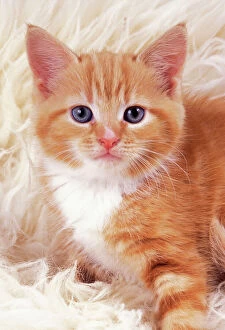 Ginger And White Collection: Ginger Cat JD 16482 Kitten on rug © John Daniels / ardea.com