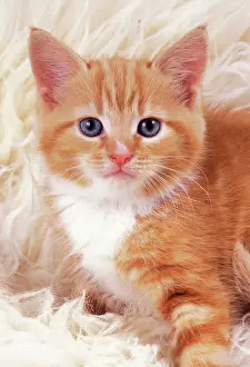 Ginger Cat JD 16482 Kitten on rug &copy; John Daniels / ardea. com