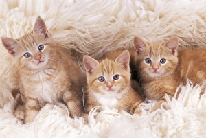 Ginger And White Collection: Ginger Cat JD 16485 Kittens on rug © John Daniels / ardea.com