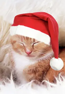 Sleeping Prints: Ginger Cat - Kitten asleep on rug wearing Christmas hat Digital Manipulation: Hat (JD)