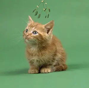 Mistletoe Prints: Ginger Cat - kitten on green background under mistletoe