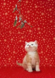 Ginger And White Collection: Ginger Cat - kitten under mistletoe