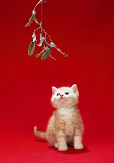 Mistletoe Prints: Ginger Cat - kitten under mistletoe