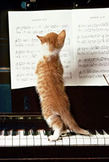 Images Dated 22nd January 2008: Ginger Cat - kitten on piano