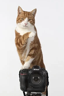 Images Dated 11th March 2020: Ginger cat sitting on a camera