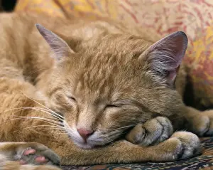 Curled Up Prints: Ginger Cat Sleeping