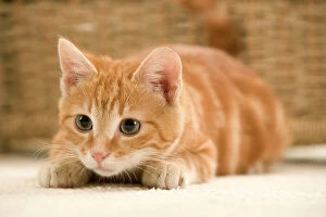 Ginger Cat - waiting to pounce