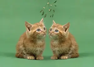 Mistletoe Prints: Ginger Cat - x2 kittens on green background, under mistletoe