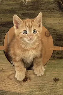 Ginger Kitten