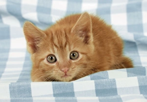 Images Dated 30th April 2009: Ginger Kitten on blue gingham Digital Manipulation: changed check from greem to blue