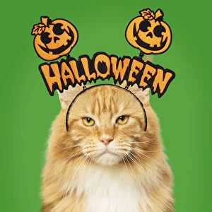 Coons Gallery: Ginger Maine Coon Cat, with halloween prop
