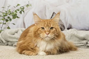 Coons Gallery: Ginger Maine Coon cat indoors