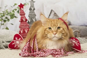 Coons Gallery: Ginger Maine Coon cat indoors at Christmas