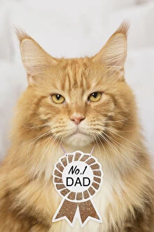 Ginger Maine Coon cat indoors, wearing no. 1 Dad