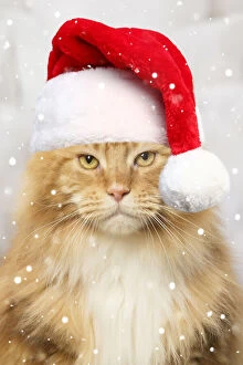 Coons Gallery: Ginger Maine Coon cat iwith a grumpy expression wearing a red Christmas Santa hat Date: 14-12-2017