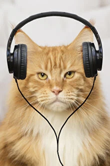 Coons Gallery: Ginger Maine Coon cat looking grumpy wearing headphones Date: 14-12-2017