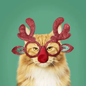 Grumpy Gallery: Ginger Maine Coon Cat, wearing Christmas antler glasses