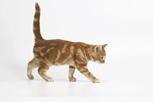 Images Dated 6th January 2005: Ginger tabby cat