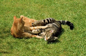 Play Fighting Collection: Ginger & Tabby Cats