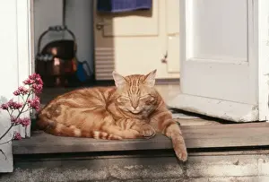 Door Prints: Ginger Tom Cat