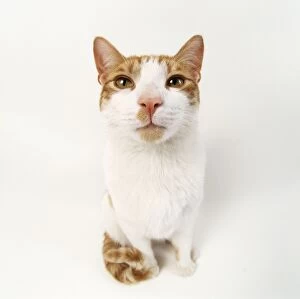 Ginger And White Collection: Ginger & White Cat
