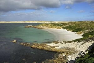 Images Dated 23rd March 2007: Gipsy Cove, Falkland Islands