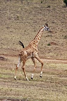 Images Dated 14th August 2011: Giraffe