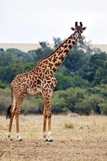 Images Dated 13th August 2011: Giraffe