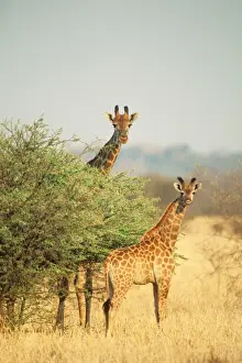 Giraffe CAN 14 Parent with young, Zimbabwe, Africa. Giraffa camelopardalis © John Cancalosi / ardea. com