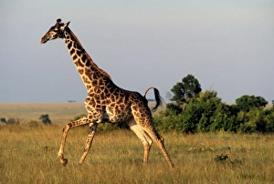 Giraffe - adult running (Giraffa camelopardalis). Art Prints
