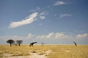 Images Dated 2nd October 2009: Giraffe - two adults browsing through grass land with the pale strip of the Etosha Pan in