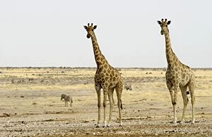 Images Dated 24th September 2009: Giraffe - Two adults side by side - Etosha National Park - Namibia - Africa
