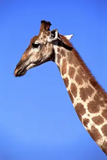 Necks Prints: Giraffe AW 6271 Etosha National Park