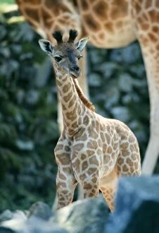 Images Dated 11th June 2004: Giraffe Baby