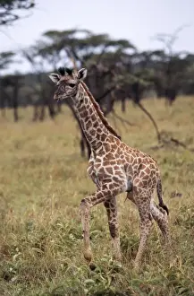 Walking Prints: Giraffe Baby. Maasai Mara, Africa